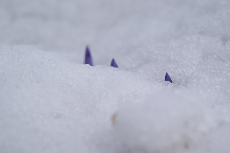 Krokusy przebijają się przez śnieg
