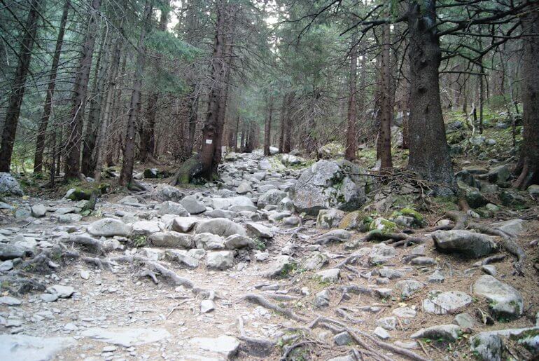 Szlak przez las - Giewont ile się idzie