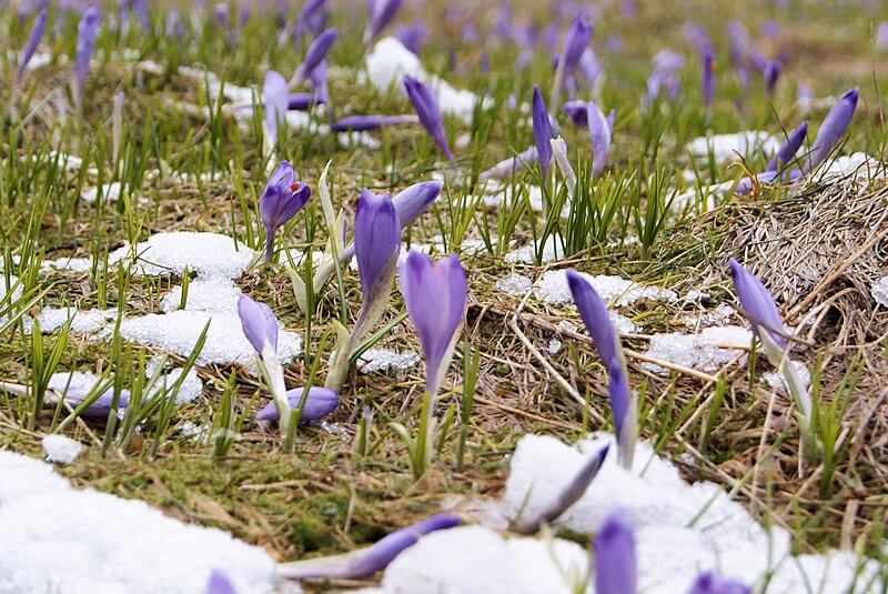 krokusy na Polanie Kalatówki