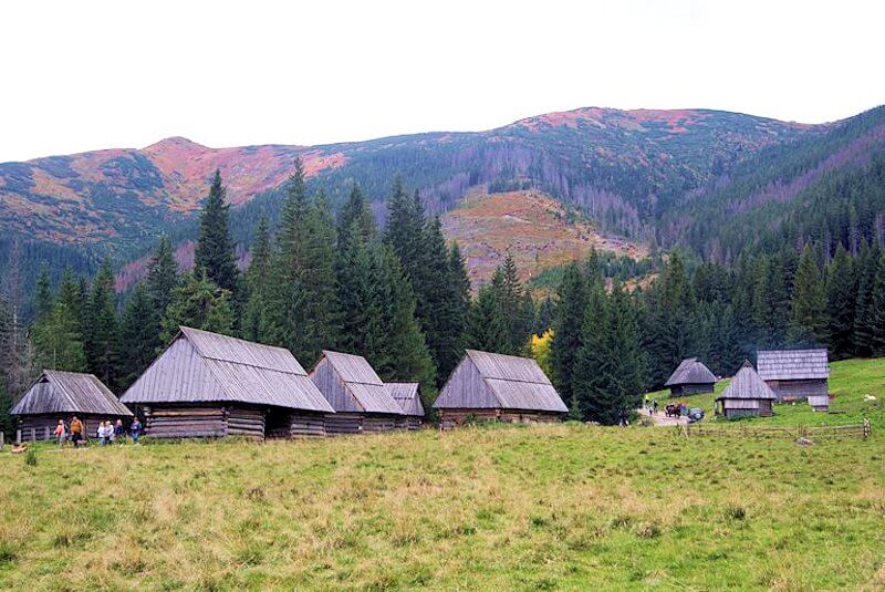 Krokusy na polanie Chochołowskiej