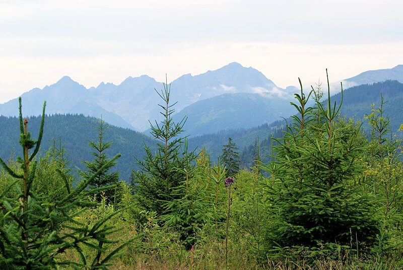 Rusinowa Polana z widokiem na Tatry – panorama z polany, bacówka i oscypki – lato na szlaku z Wierch Poroniec