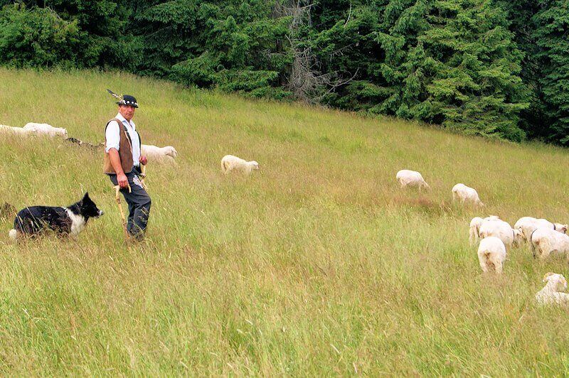 Tradycyjny wypas owiec w Tatrach